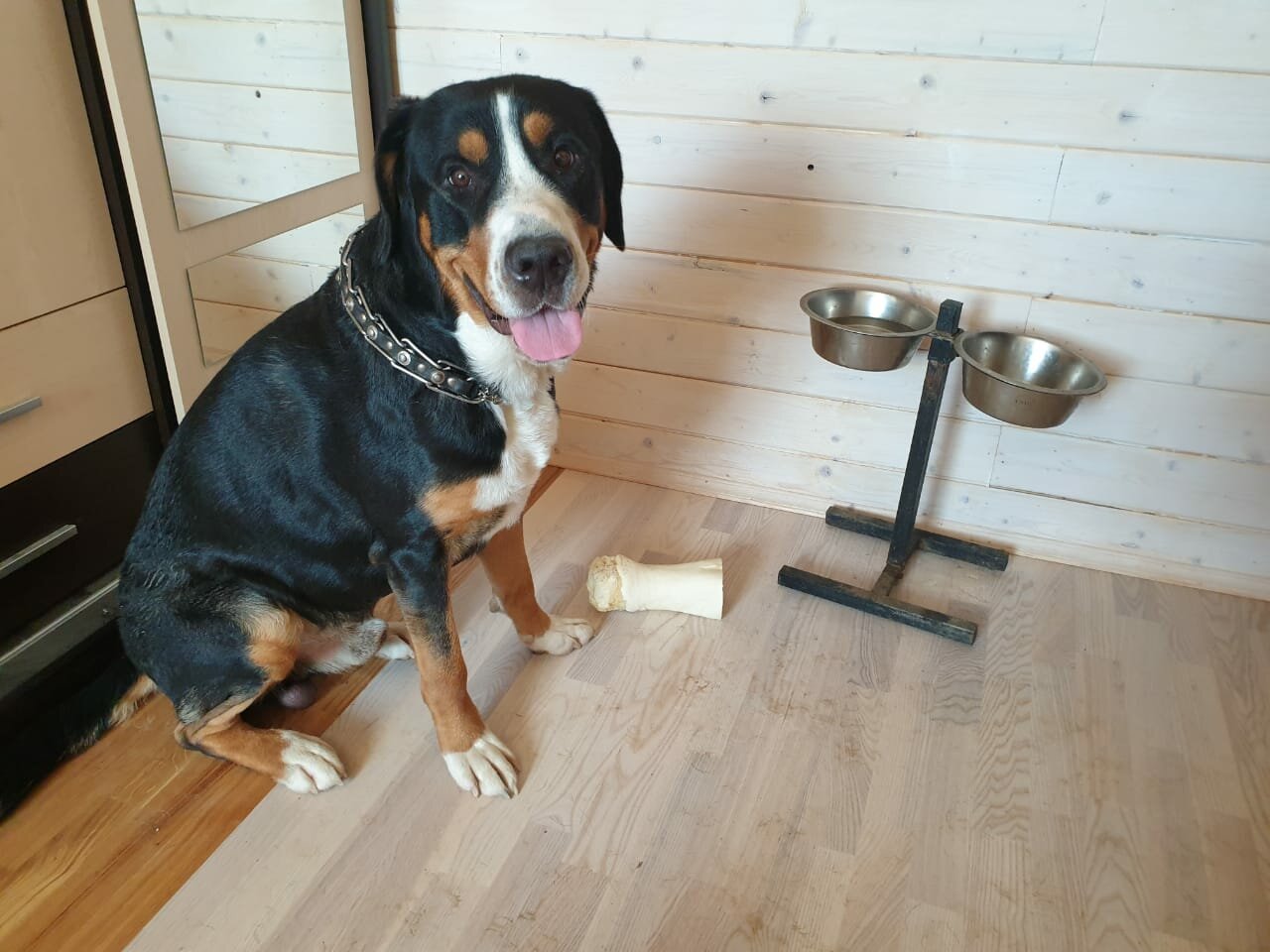 большой швейцарский зенненхунд, энтлебухер зенненхунд метис, энтлебухер зенненхунд, собака энтлебухер зенненхунд, порода энтлебухер зенненхунд