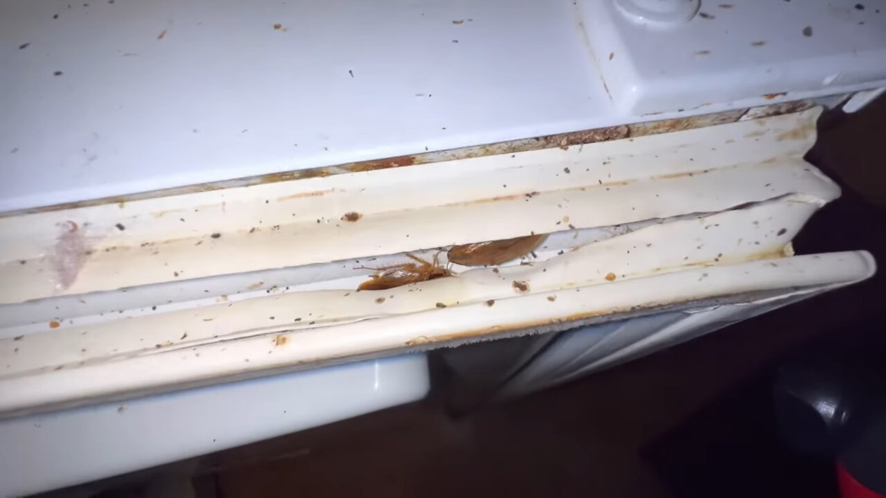 плесень в холодильнике, плесень на резинке холодильника, насекомое, ржавеет и плесневеет, старый холодильник