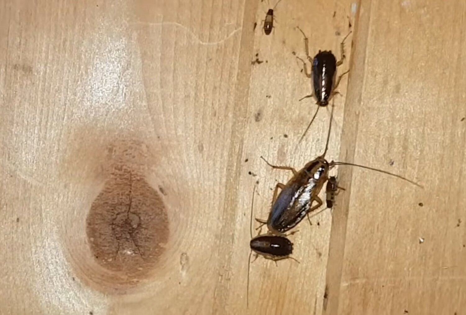 таракан, таракан домашний, тараканы в квартире, таракан большой, черный таракан