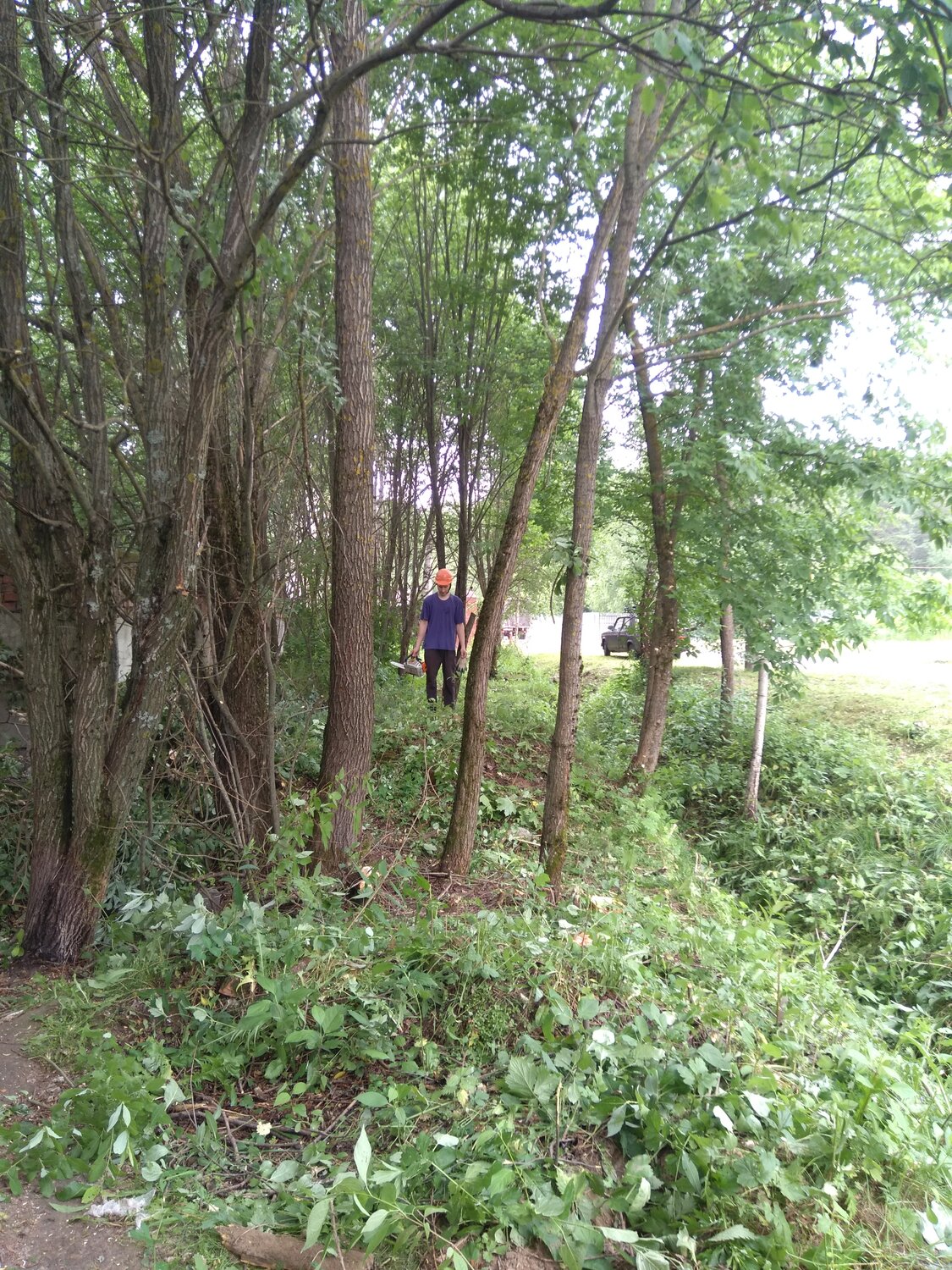 природа, лес, forest, непейцевский парк в уфе, парк