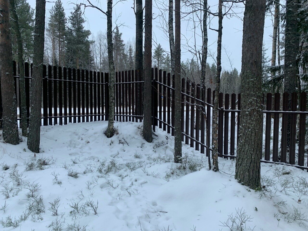 забор, забор в сосновом лесу, забор замели, забор из профнастила, забор из профлиста