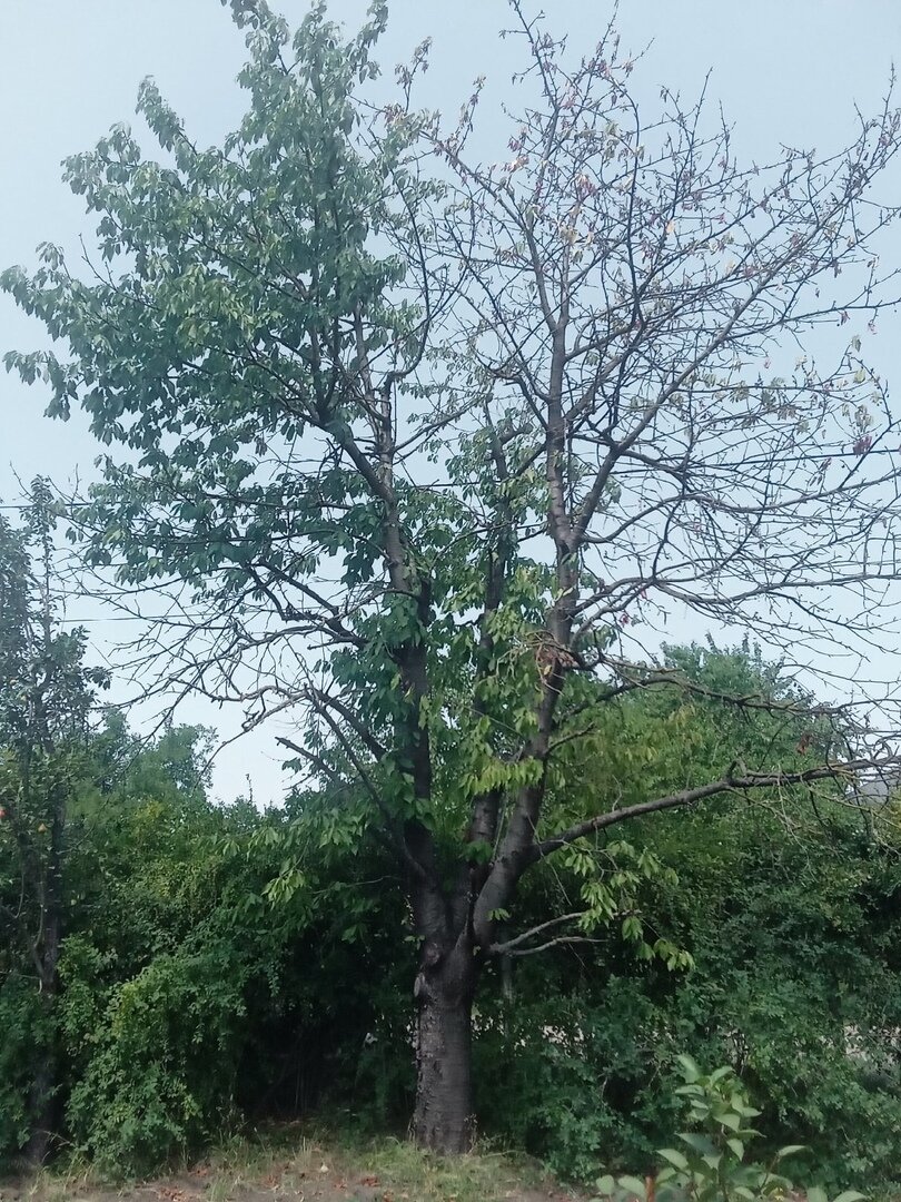 природа, дуб, опочка вяз, растения, tree