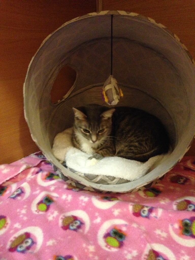 кошки, коты, кошечка, кошка, котики
