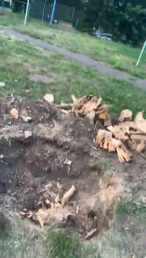 вырубленные деревья, рубка деревьев, корчевание деревьев, корчевание корней сосны, корчевание пней