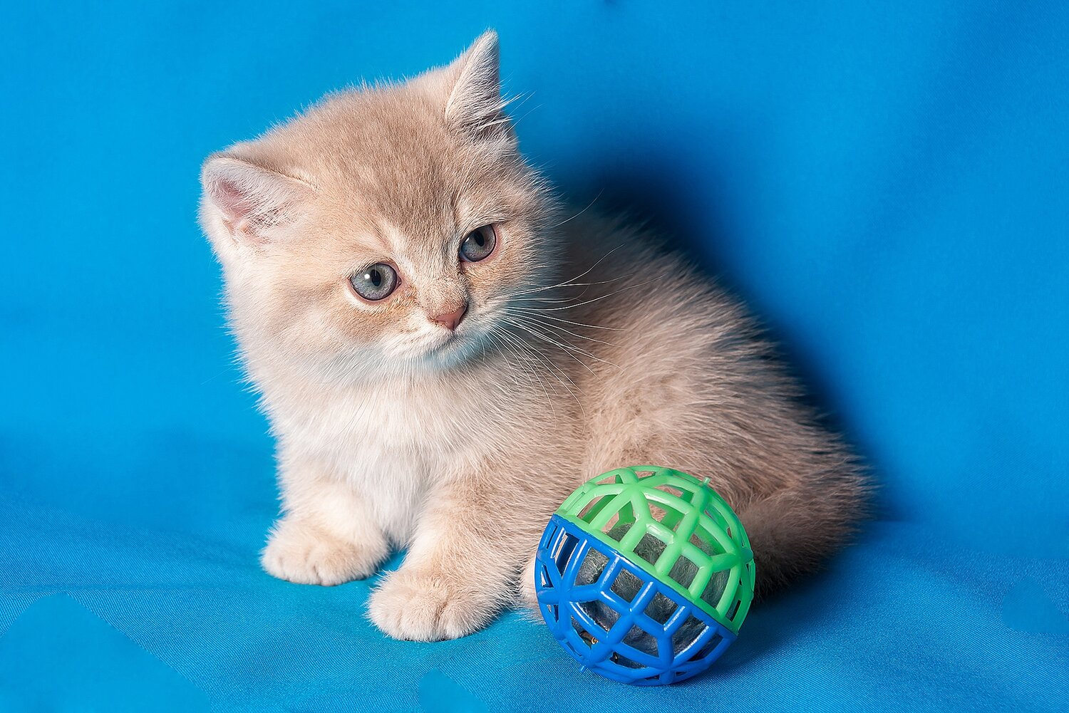 голубое золото котята, кошечка, котёнок, кошка, кот