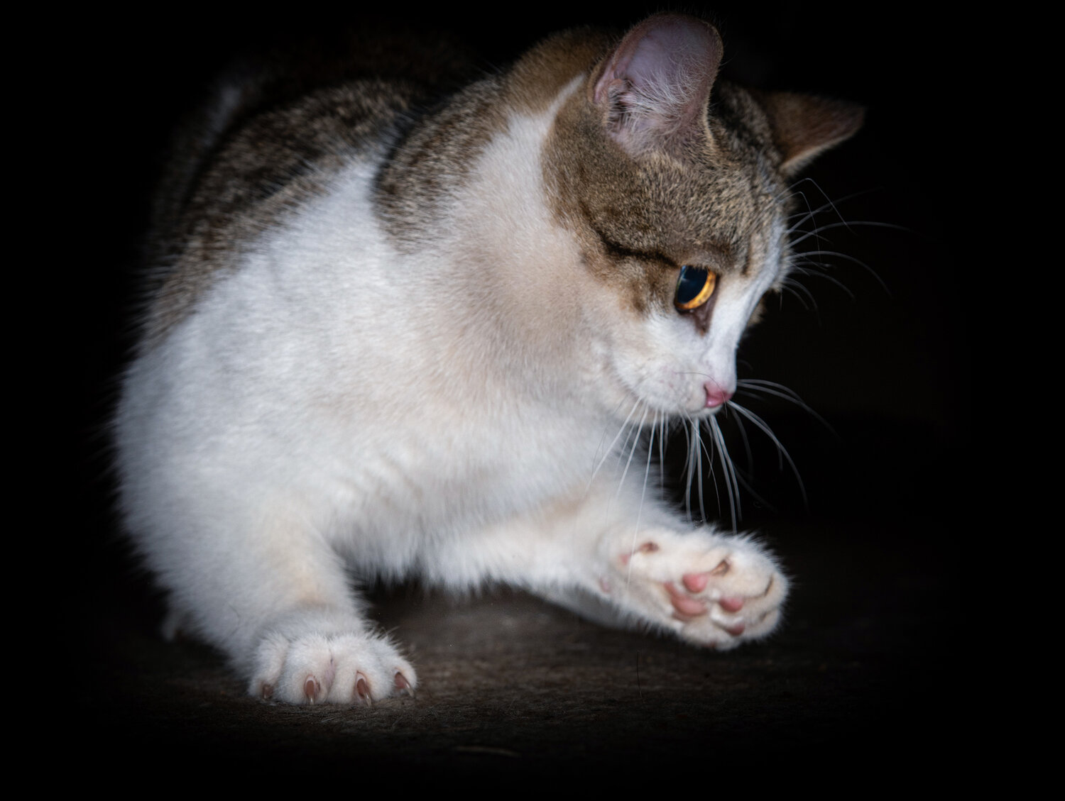 кот, кошка, котик, белая кошка, кошечка