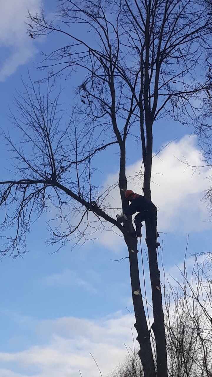 спил деревьев с вышки в иваново, спил деревьев воронеж, спил деревьев ставрополь, спил деревьев саратов, спил деревьев красноярск