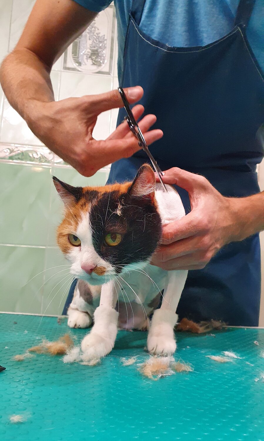кошечка, трехшерстная кошка, кот, голубая трехцветная кошка, животное
