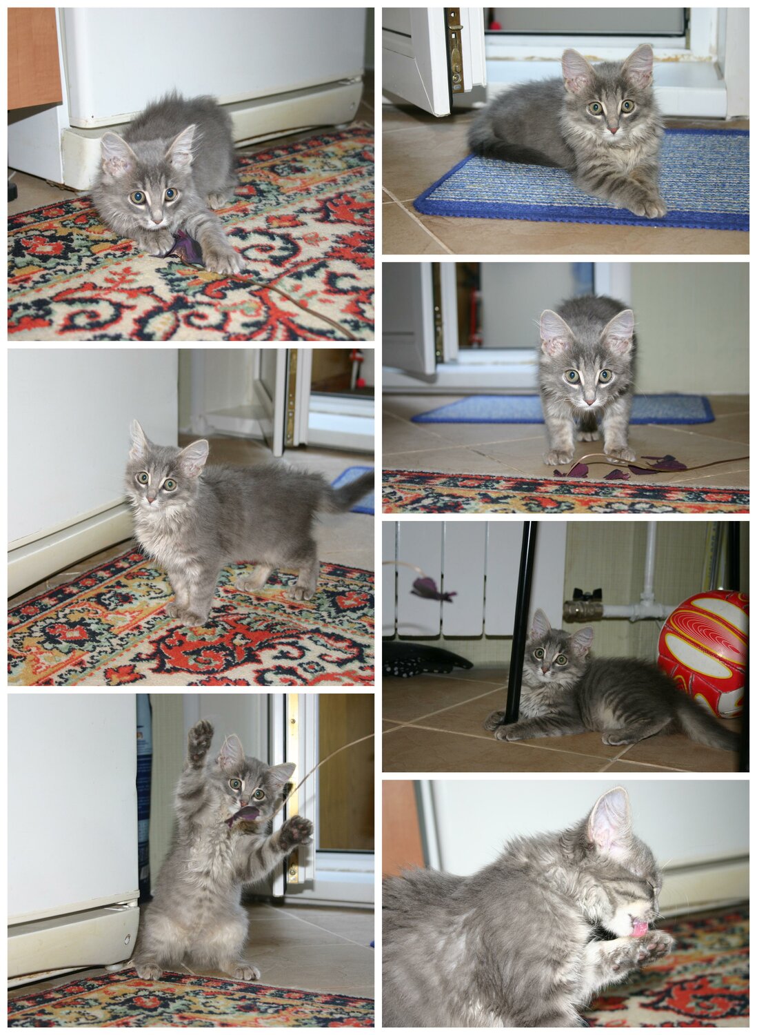 кошки, британская короткошёрстная кошка, мейн кун и норвежская лесная отличия, кошка, курильский бобтейл серый