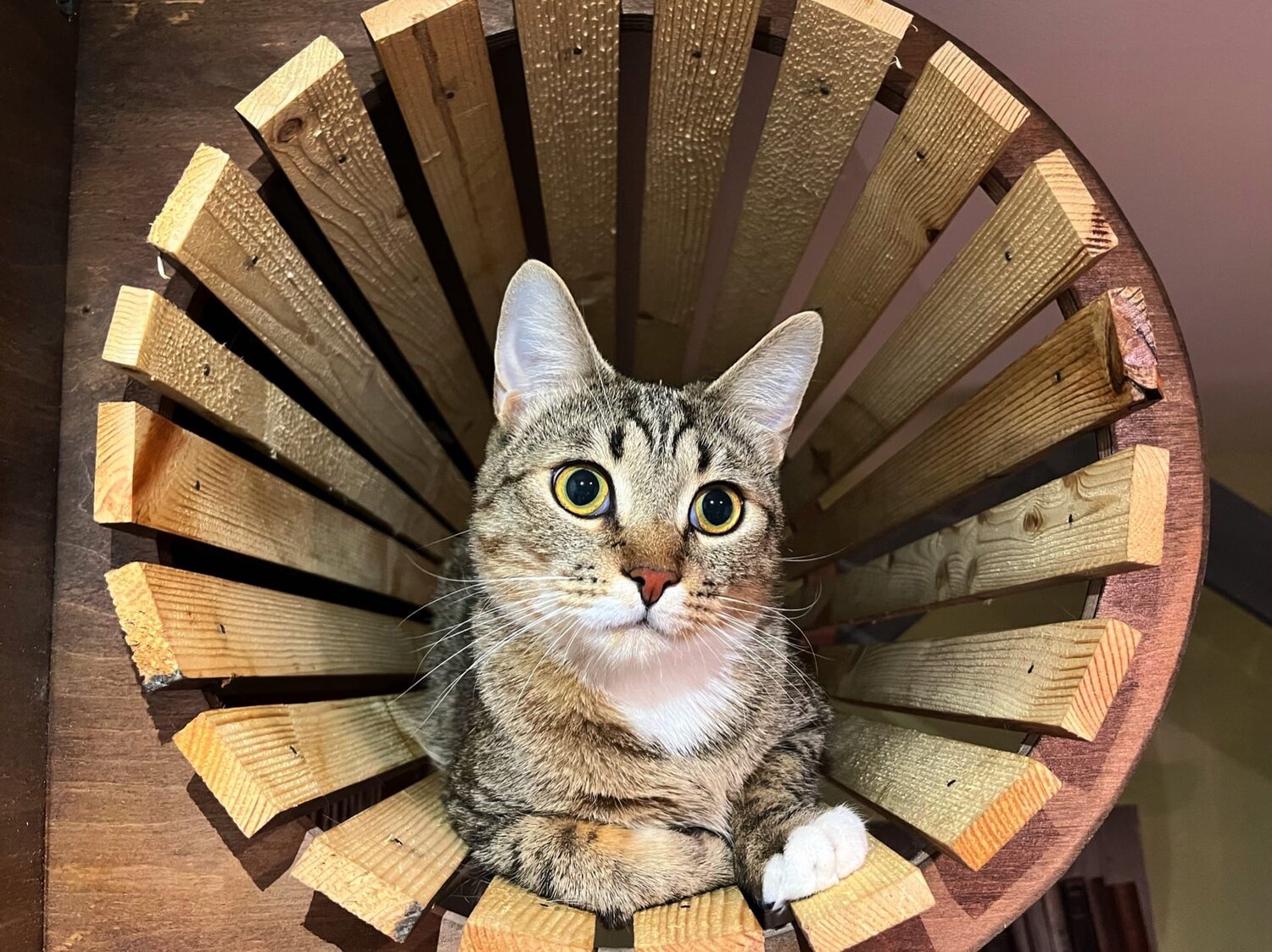 кошка, котики, кошечка, красивые окрасы котов, кот