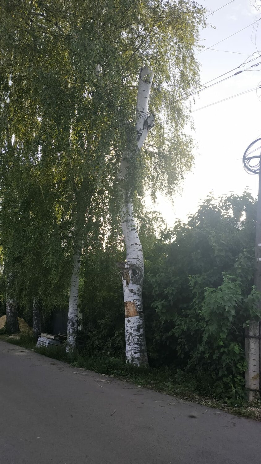 береза, дерево береза, красивая береза, березка, birch tree