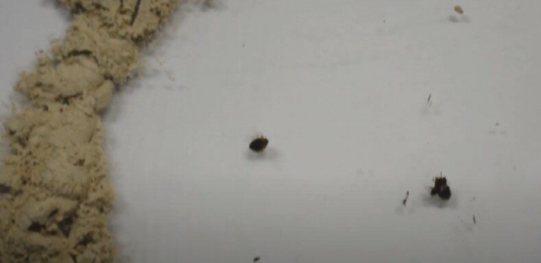 жук кожеед маленький, жук кожеед черный, маленький жучок, жук кожеед, маленькие черные жучки