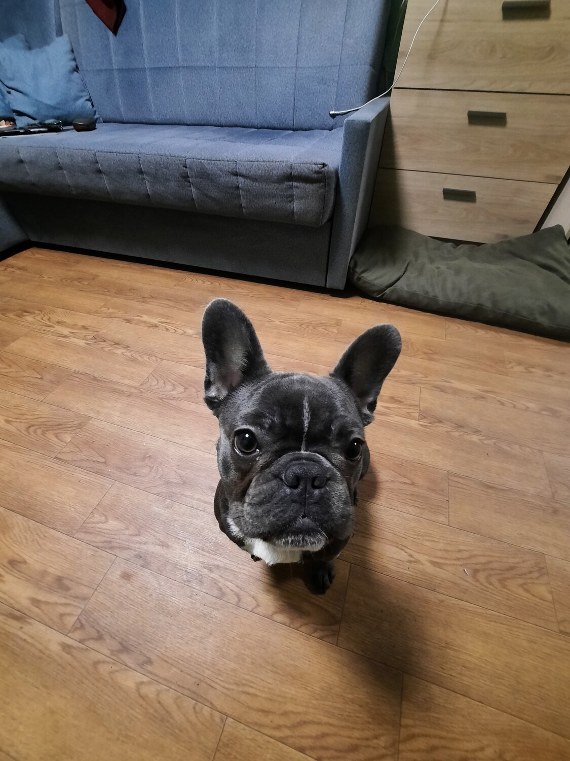 французский бульдог собака, французский бульдог, порода французский бульдог, щенки французского бульдога, французский бульдог кобель