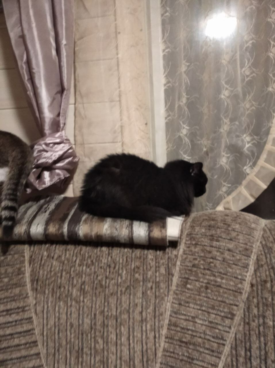 кошка, кот, кошечка, британская кошка, кошка шотландская