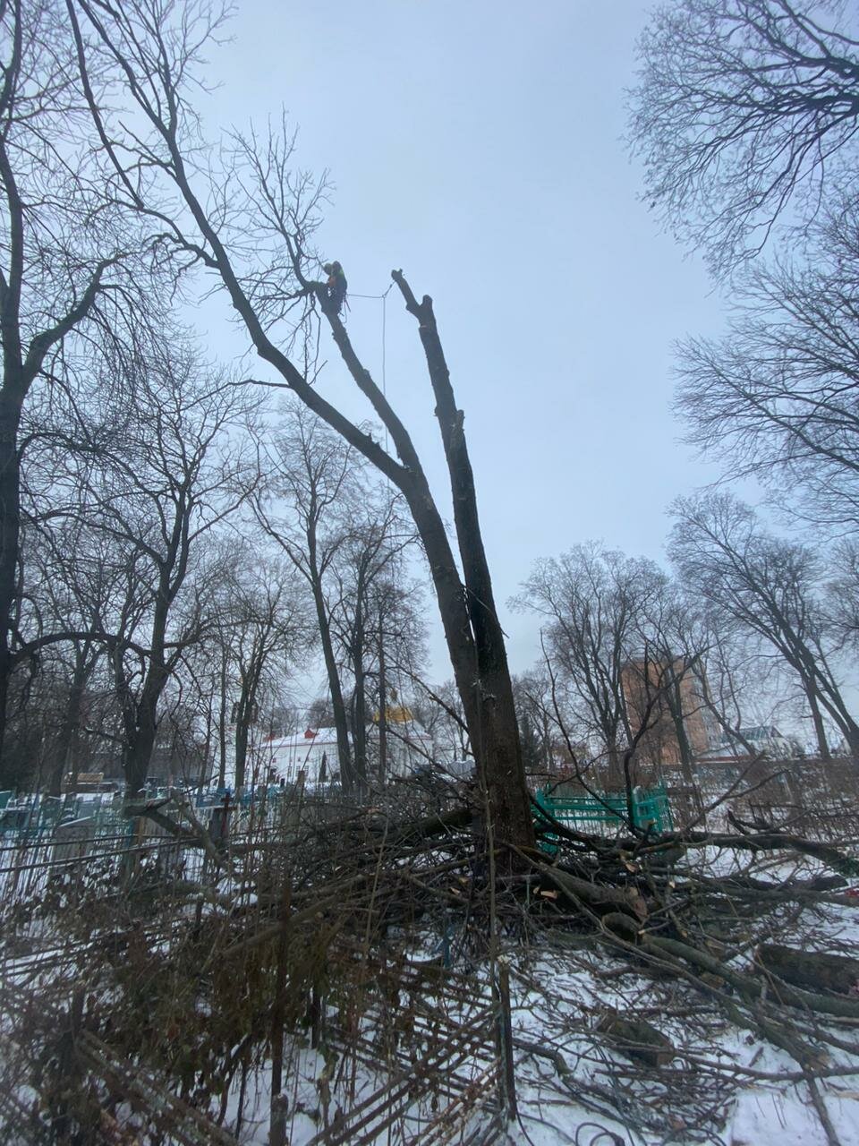 дерево, деревья парк, городская среда, новые деревья на кладбище, калининград парк деревьев