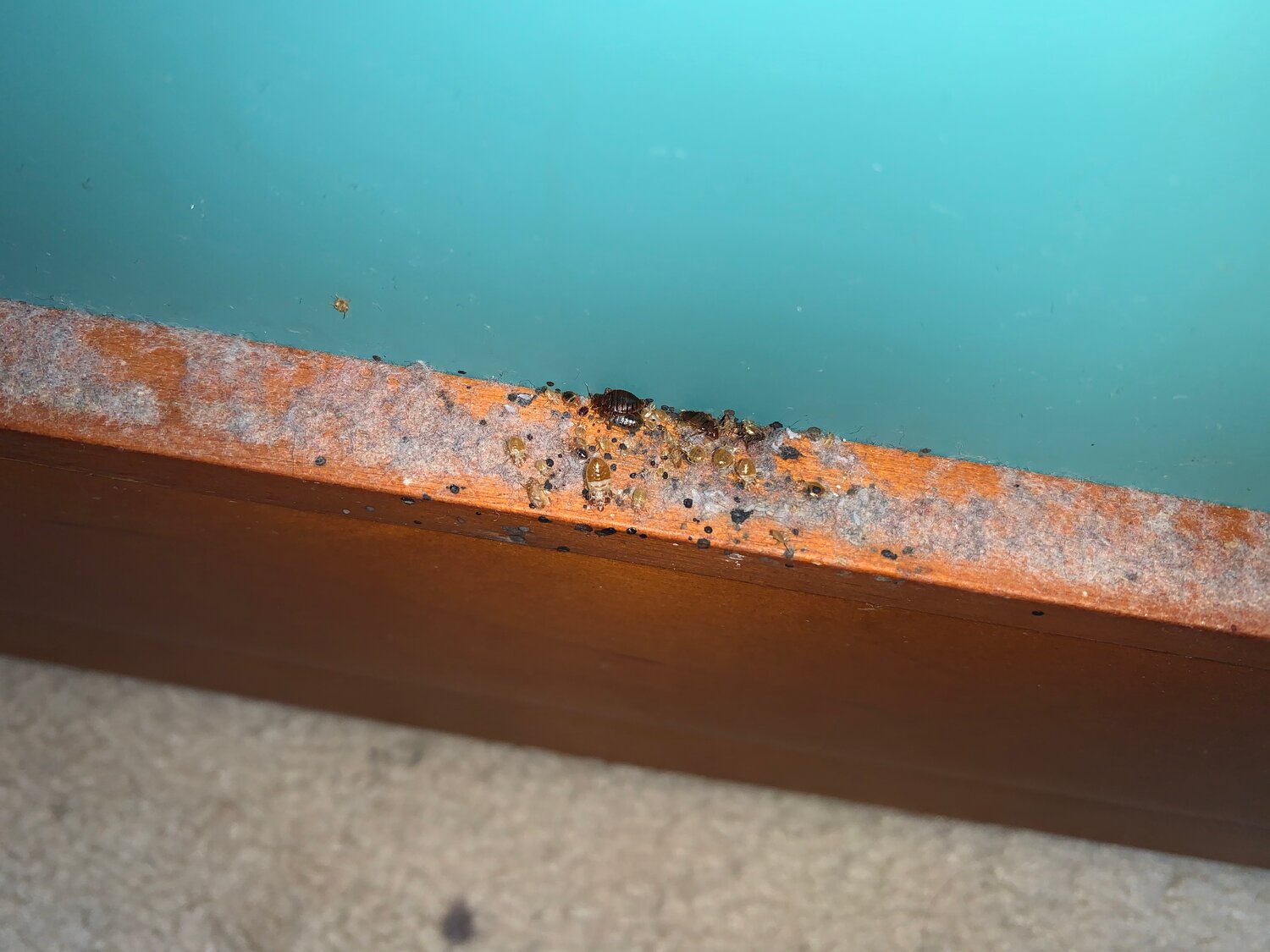 домашние клопы, клопы в квартире, клопы, муравьи в доме, клопы тараканы