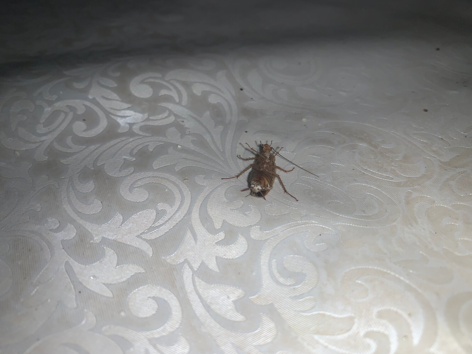 таракан, таракан на полу, тараканы в квартире, насекомые, клопы тараканы