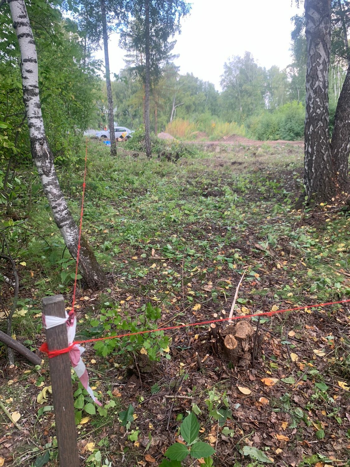 незаконная рубка, участок, лес, участок в деревне, закладки в лесу