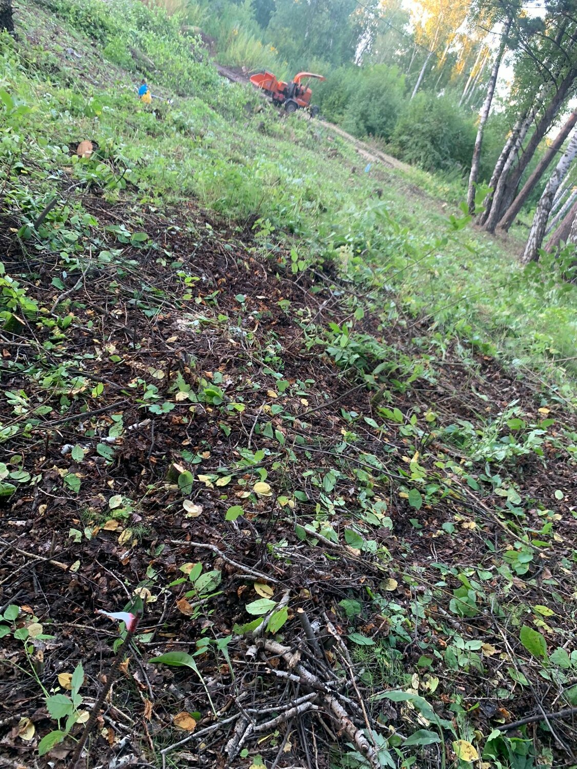 лес, лес в волоколамске, субботник в лесу, лес без деревьев, лесной