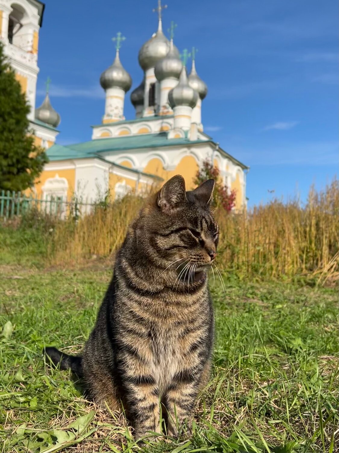 кошка в монастыре, церковь с котами, православный кот, кот, котик возле церкви