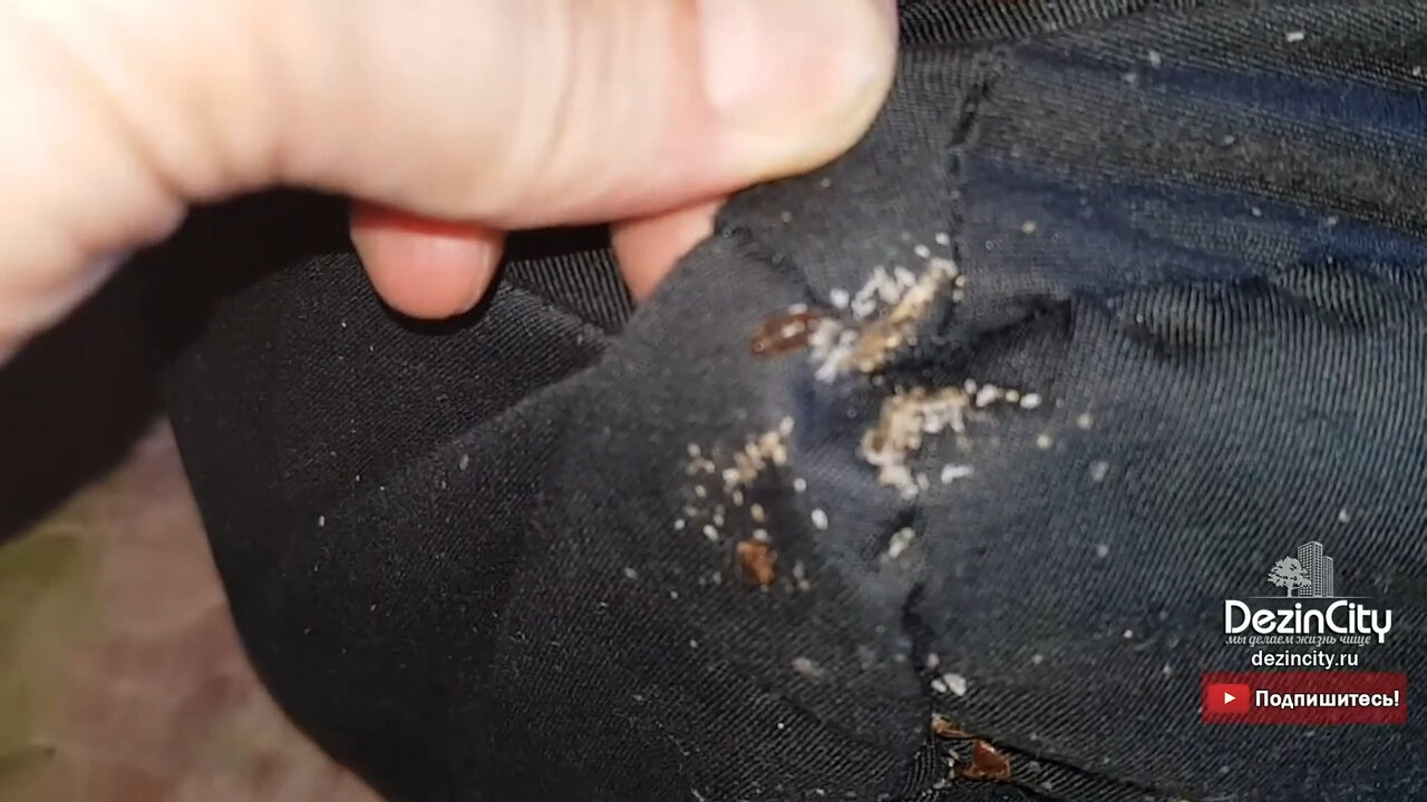 яйца клопов, клопы на одежде, домашние клопы, яйца моли на одежде, клопы постельные