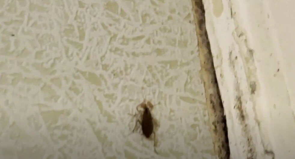 таракан, таракан маленький, тараканы в квартире, таракан домашний, белый таракан в квартире