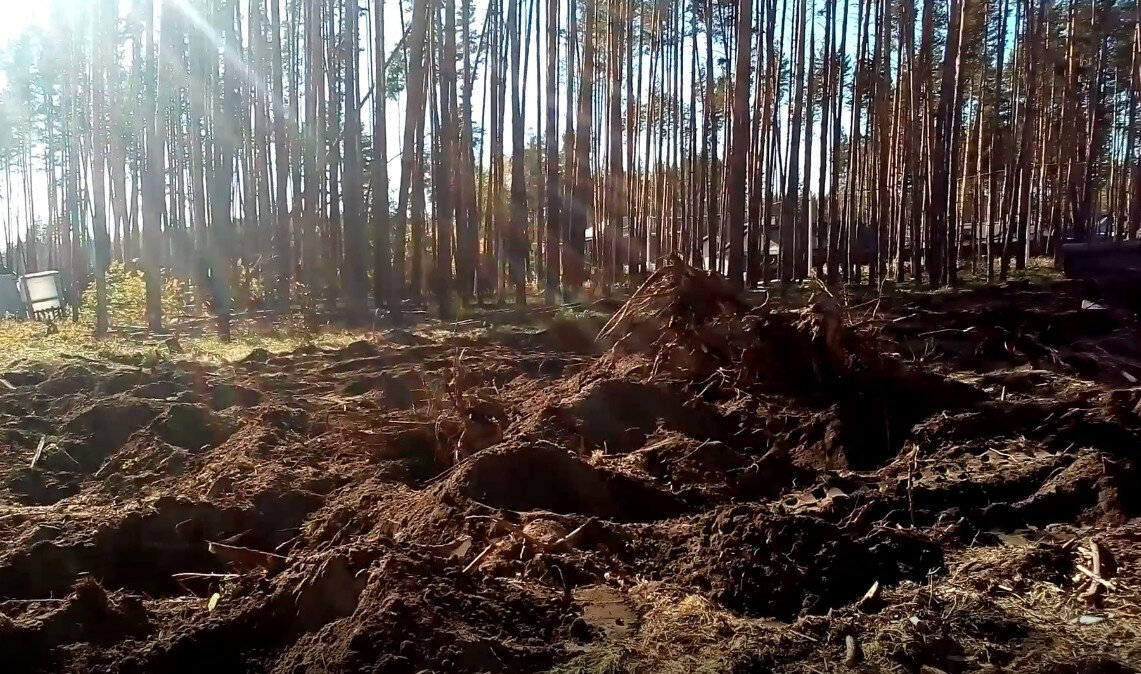лес, природа, лес лес, сплошная рубка леса, лесной фонд