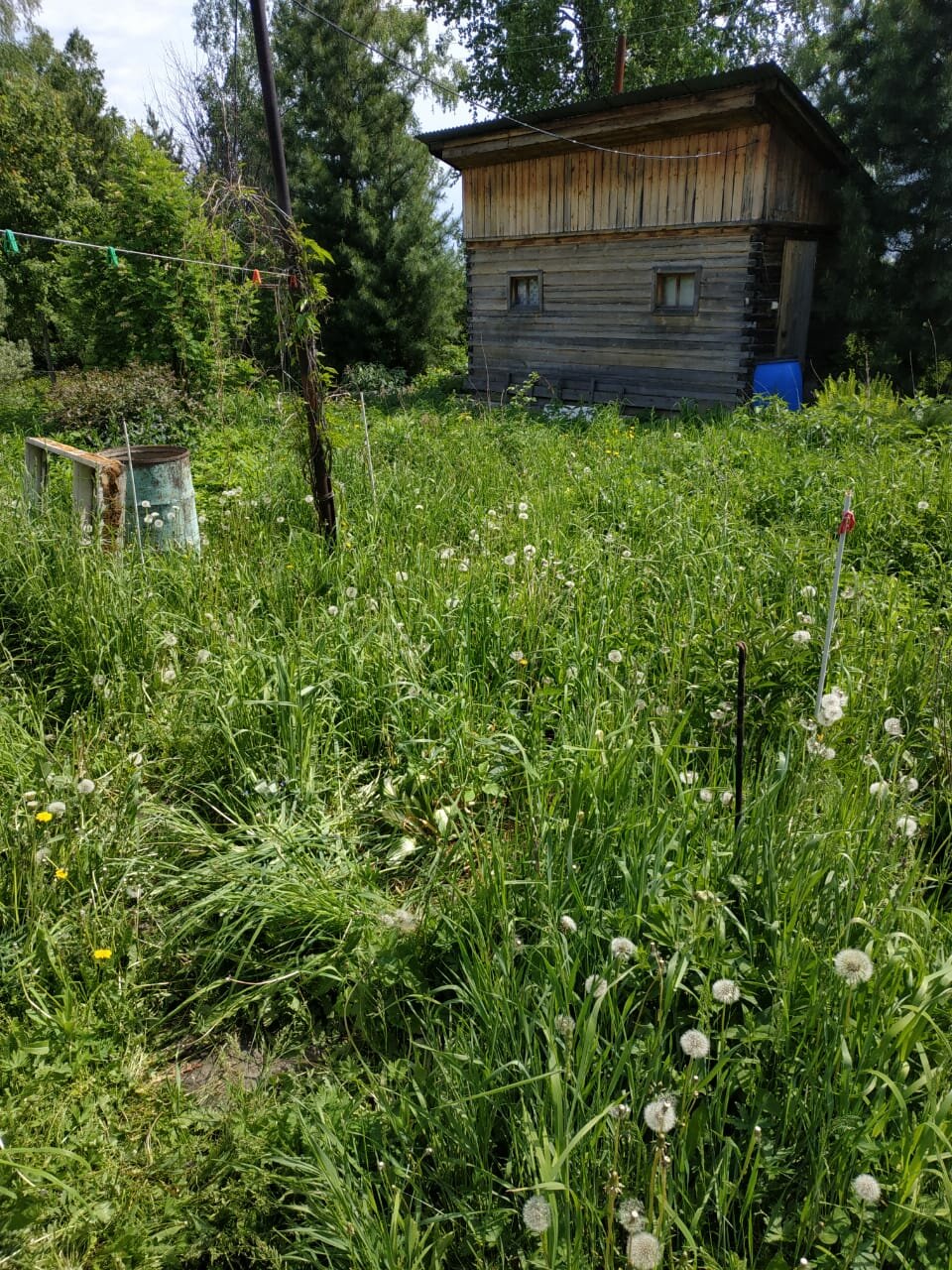 дачный участок, участок, снт ручеек пушкинский район грибаново, дача, луговые растения подмосковья