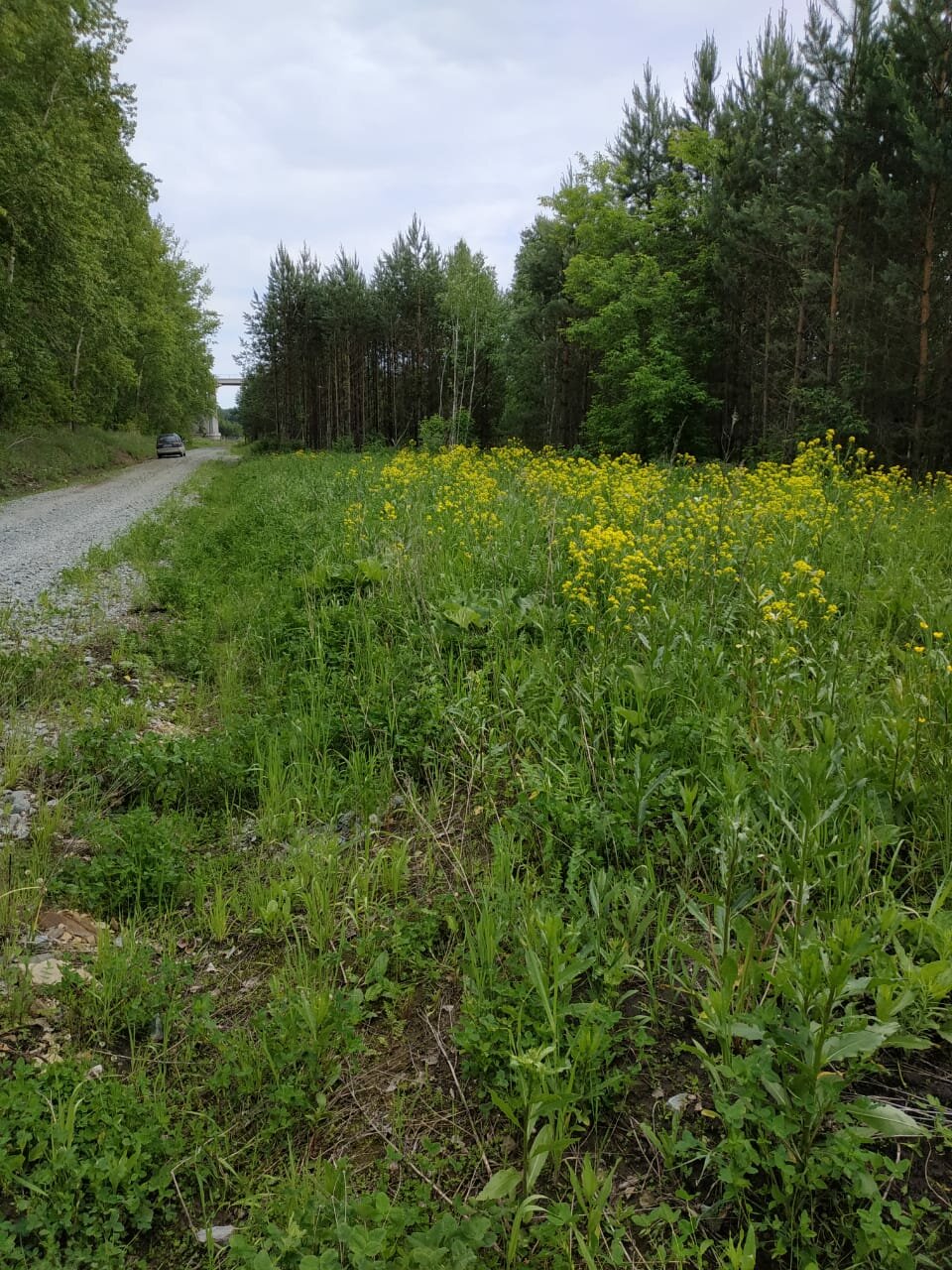 природа, растения, свербига растение, участок, участок земли