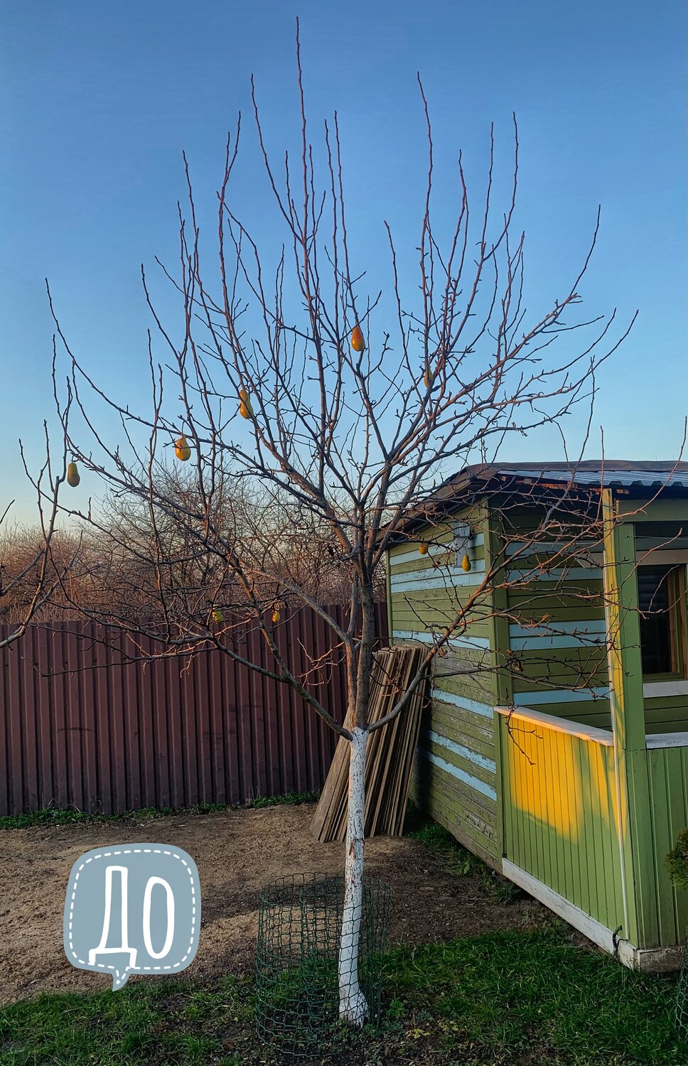 обрезка яблони ранней весной, обрезка яблони, яблоня ветвление, обрезка яблони весной, персик обрезка весной 2021