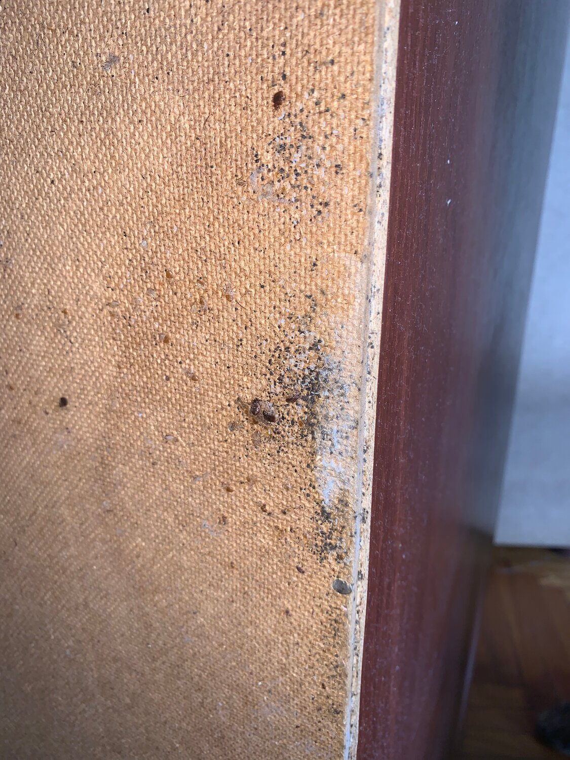 клопы, клопы в квартире, домашние клопы, клопы дома, мебельные клопы