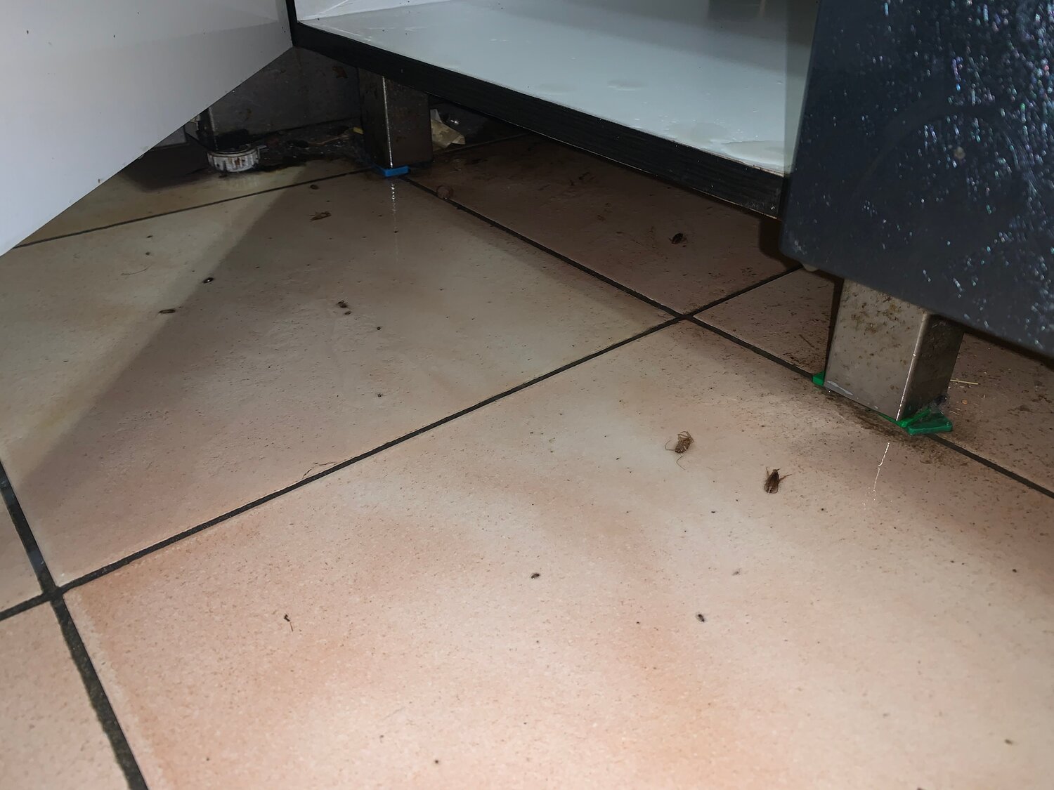 монтаж, мышиный помет, интерьер для дома, установка, тараканьи бега