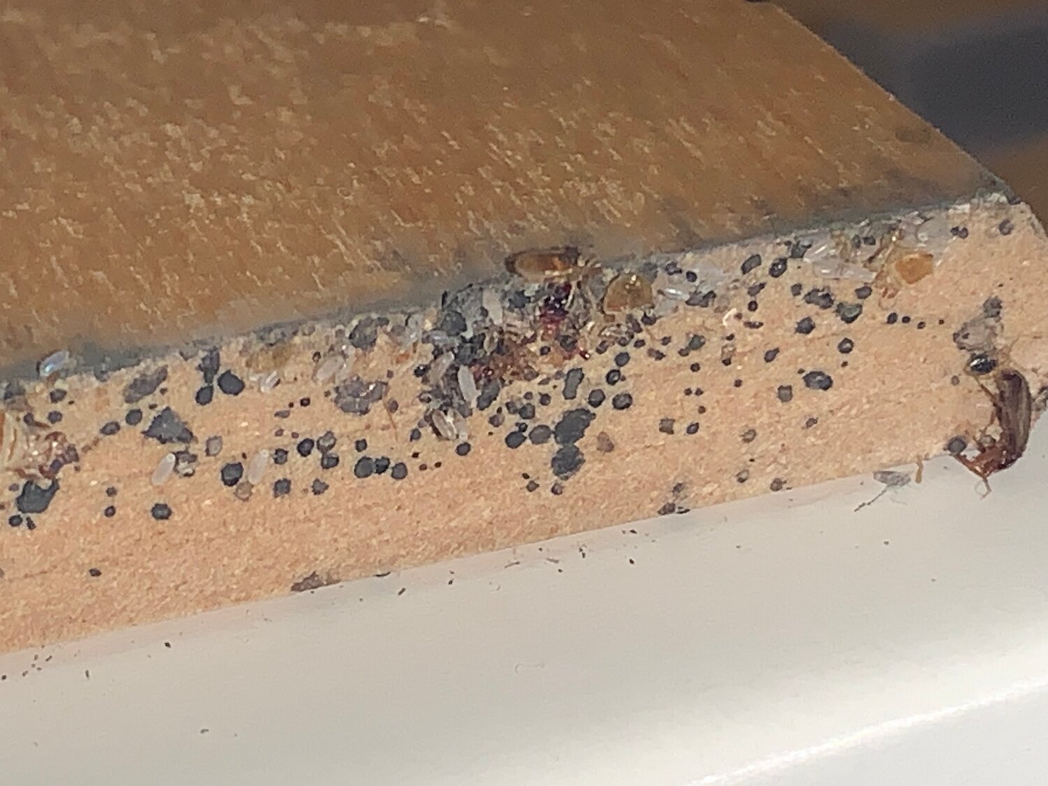 клопы, клопы в доме, домашние клопы, клопы в квартире, откуда берутся клопы в квартире