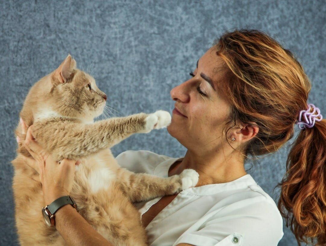 кошка, кот, ветеринар с кошкой, ветеринар, куар кот