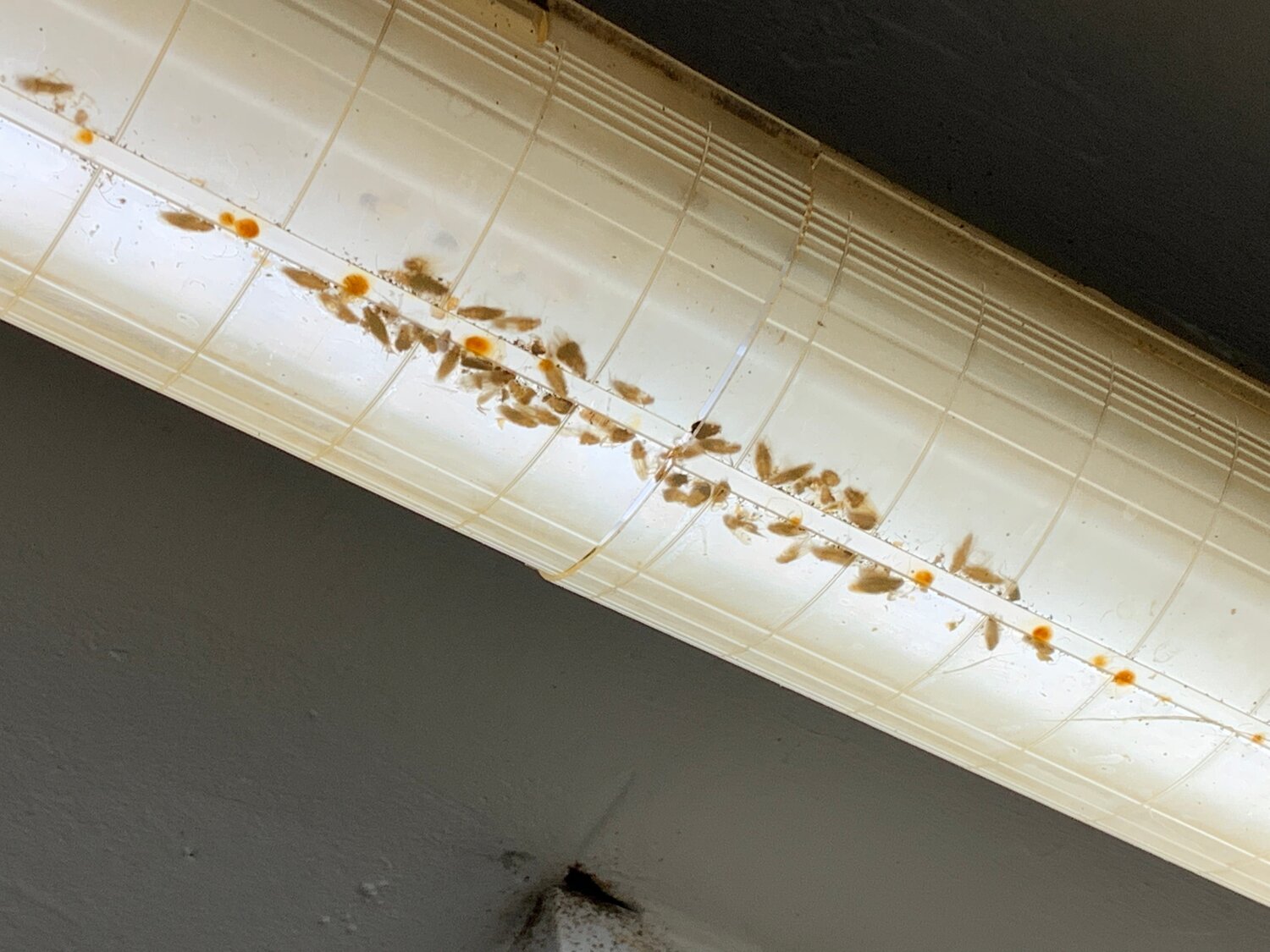 повреждение стенера, насекомое, потолок, человек, ржавчина