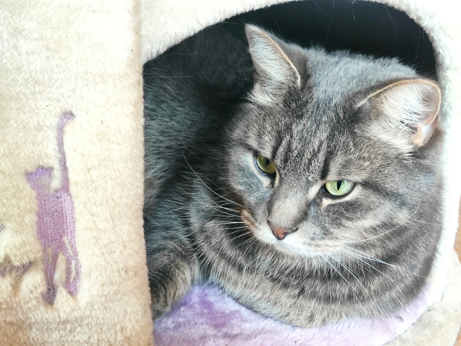 кошка, британская короткошёрстная кошка, серый кот, кот, кошечка