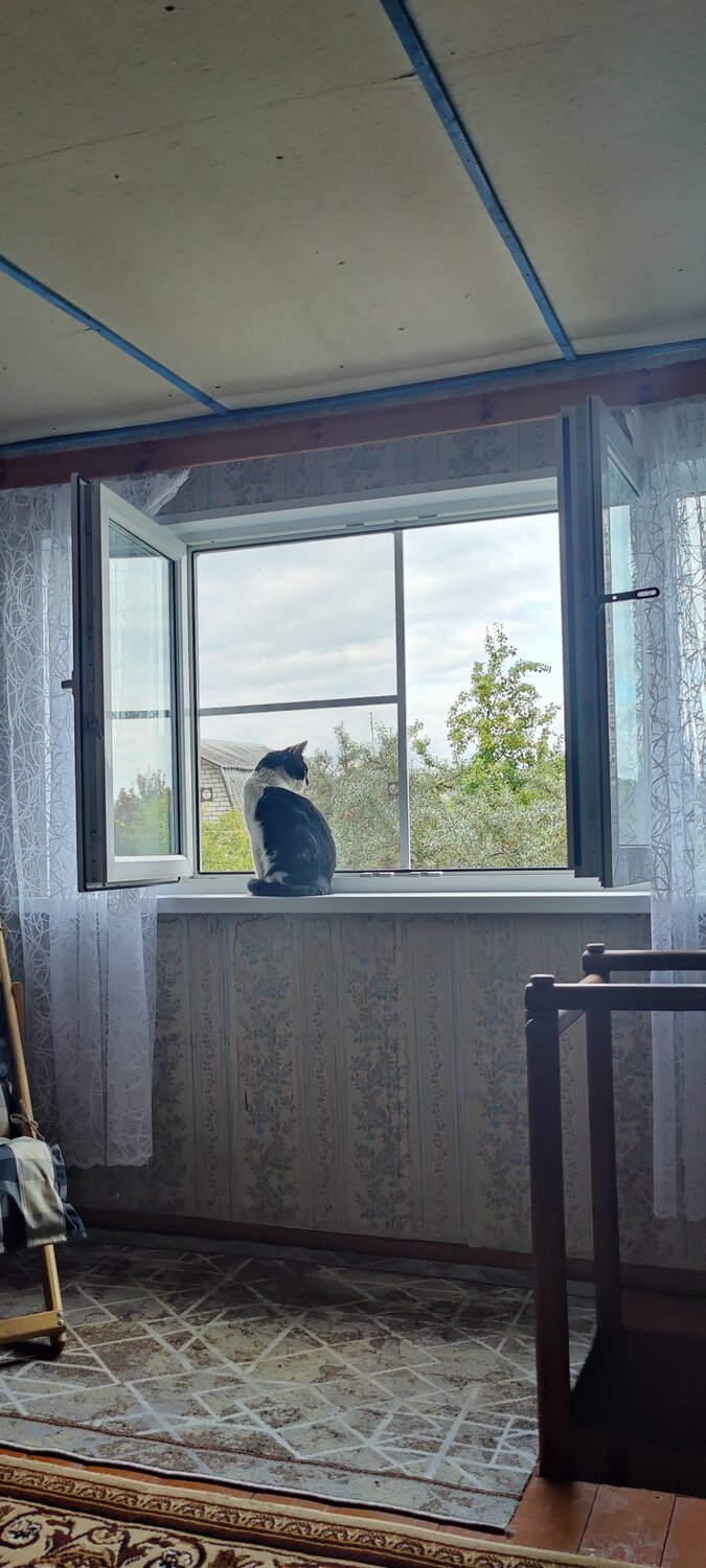 окно, кошка на окне, балкон для кошки, сетка антикошка, кошка на окошке