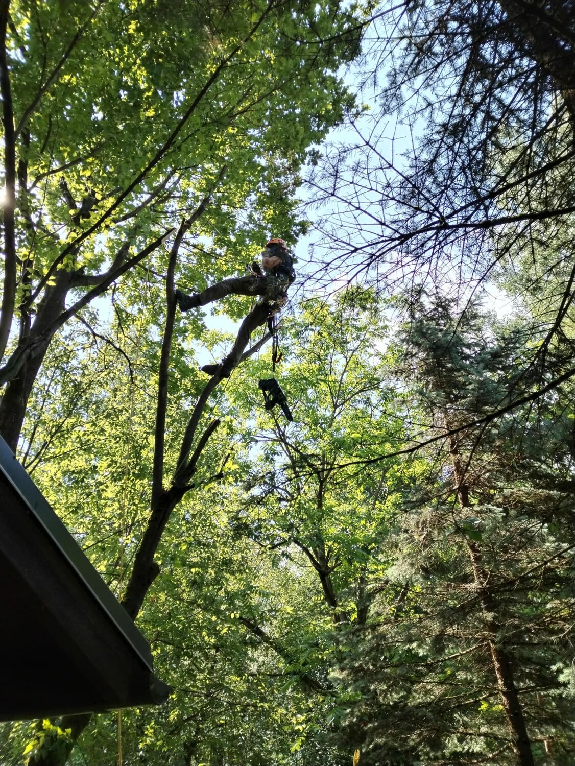 залезть на дерево, филевский парк веревочный парк, верёвочный парк в москве, панда парк в москве, верёвочный парк в майкопе