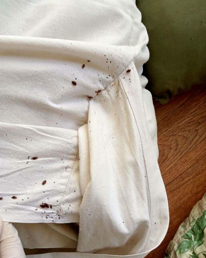 клопы на постели, клопы в доме, домашние клопы, клопы, бельевые клопы