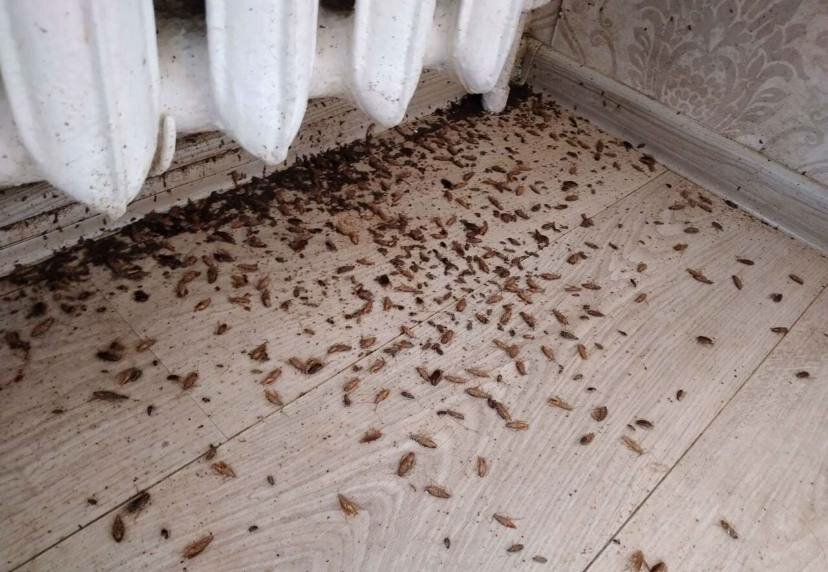 клопы тараканы, дезинфекция и дезинсекция, таракан, таракан домашний, тараканы в квартире