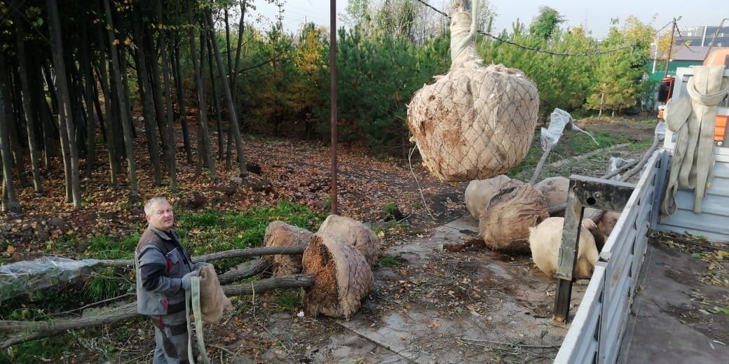 дерево, молодое дерево, посадка деревьев, дерево сетка для упаковки кома, вырубленные деревья