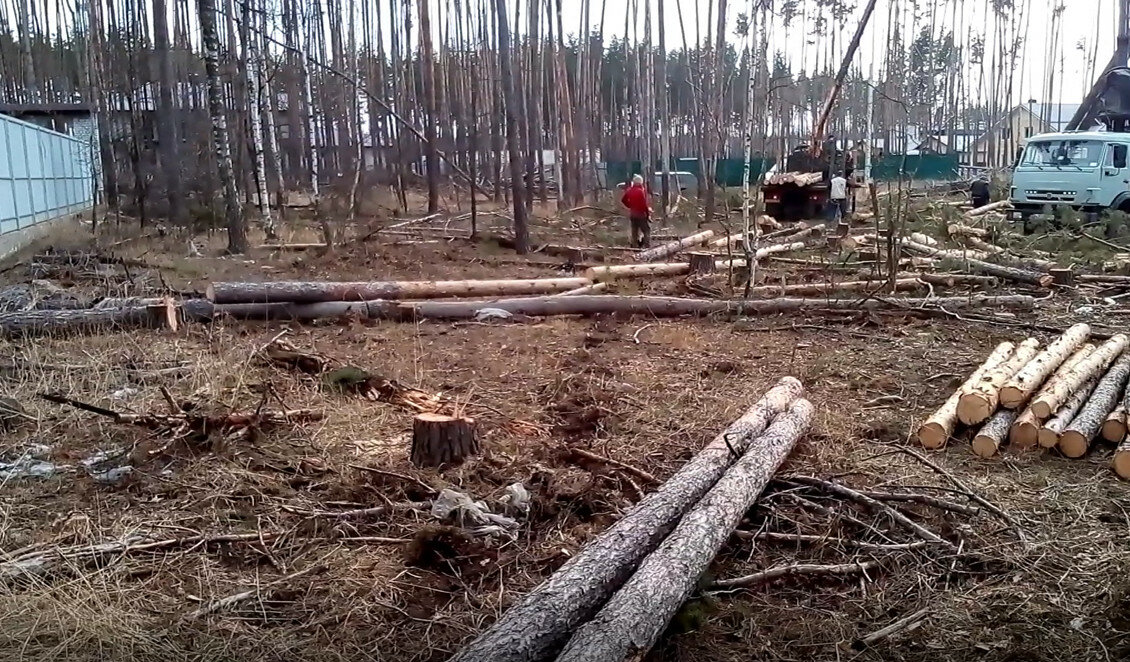 вырубка лесов, рубка леса, незаконная рубка леса, вырубка леса кчр, вырубка деревьев