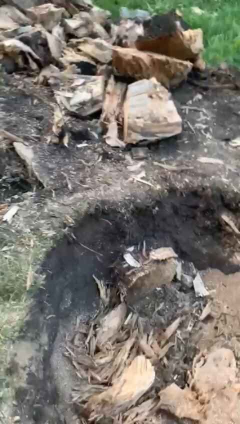 вырубленные деревья, найденная, корчевка пней, корчевание пней вручную, корчевание пней