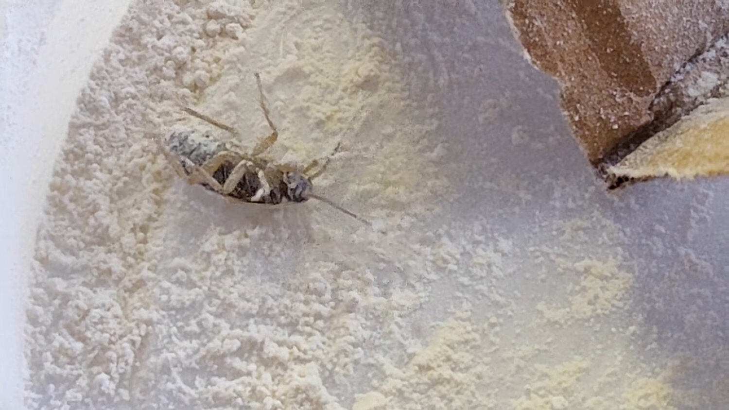 жук сеноед, жук xylotrechus, жук, насекомые пчела, насекомое