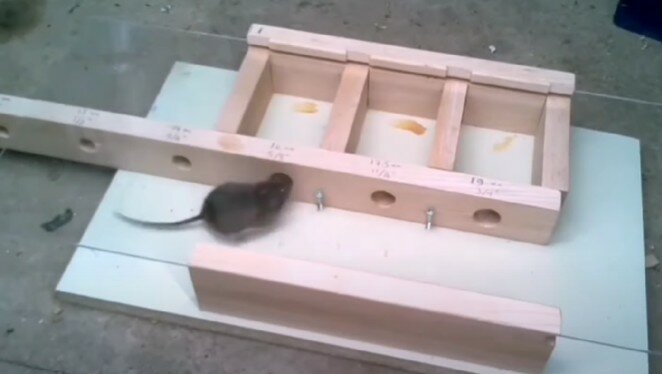 размер отверстия в которое пролезет мышь, гнездо для кур с яйцесборником размеры, деревянная мышеловка с отверстием, самодельная мышеловка, ящик для гнезда курам