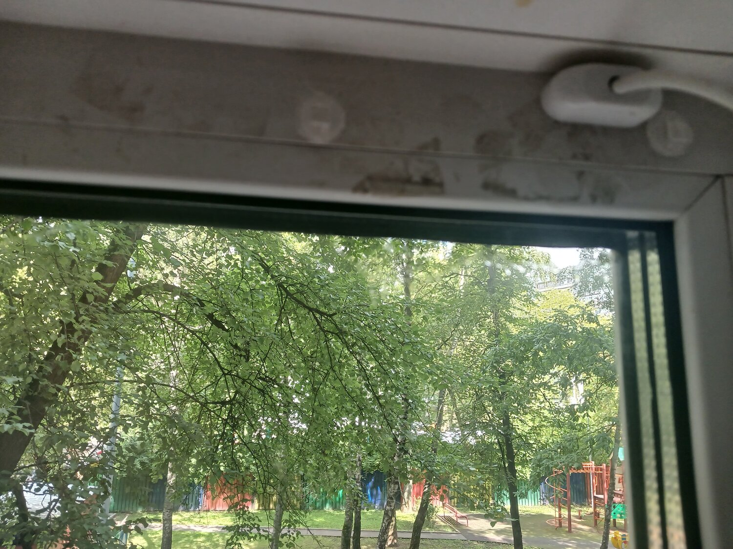 окна, тополь за окном, пластиковое окно, под окнами, москитная сетка окно