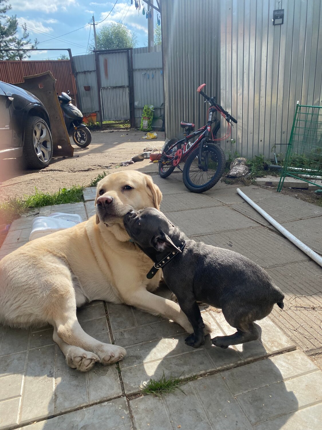 лабрадор ретривер, лабрадор ретривер щенки, лабрадор, лабрадор собака, лабрадор ретривер собака