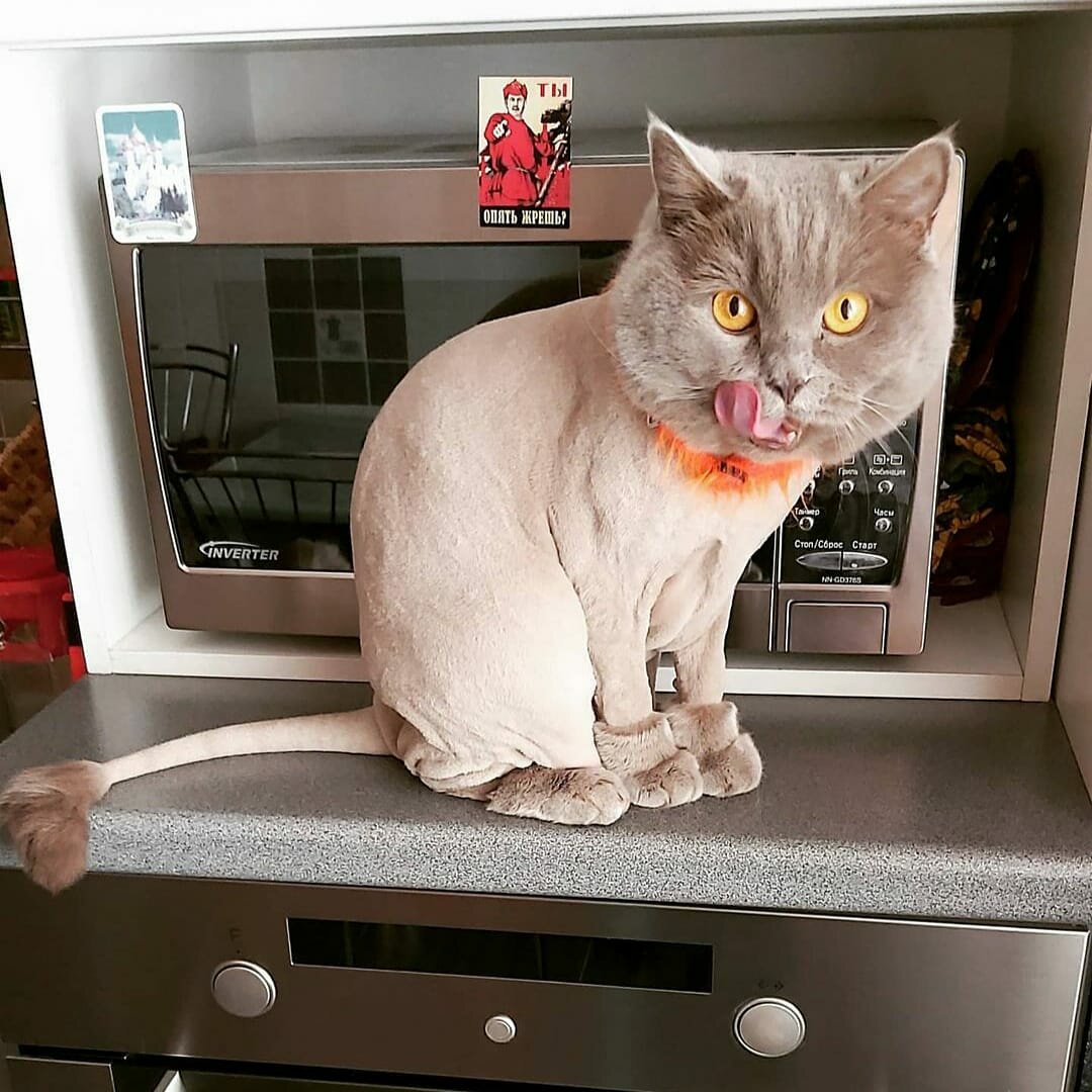 британская короткошёрстная кошка, кот, котик, котэ, cat