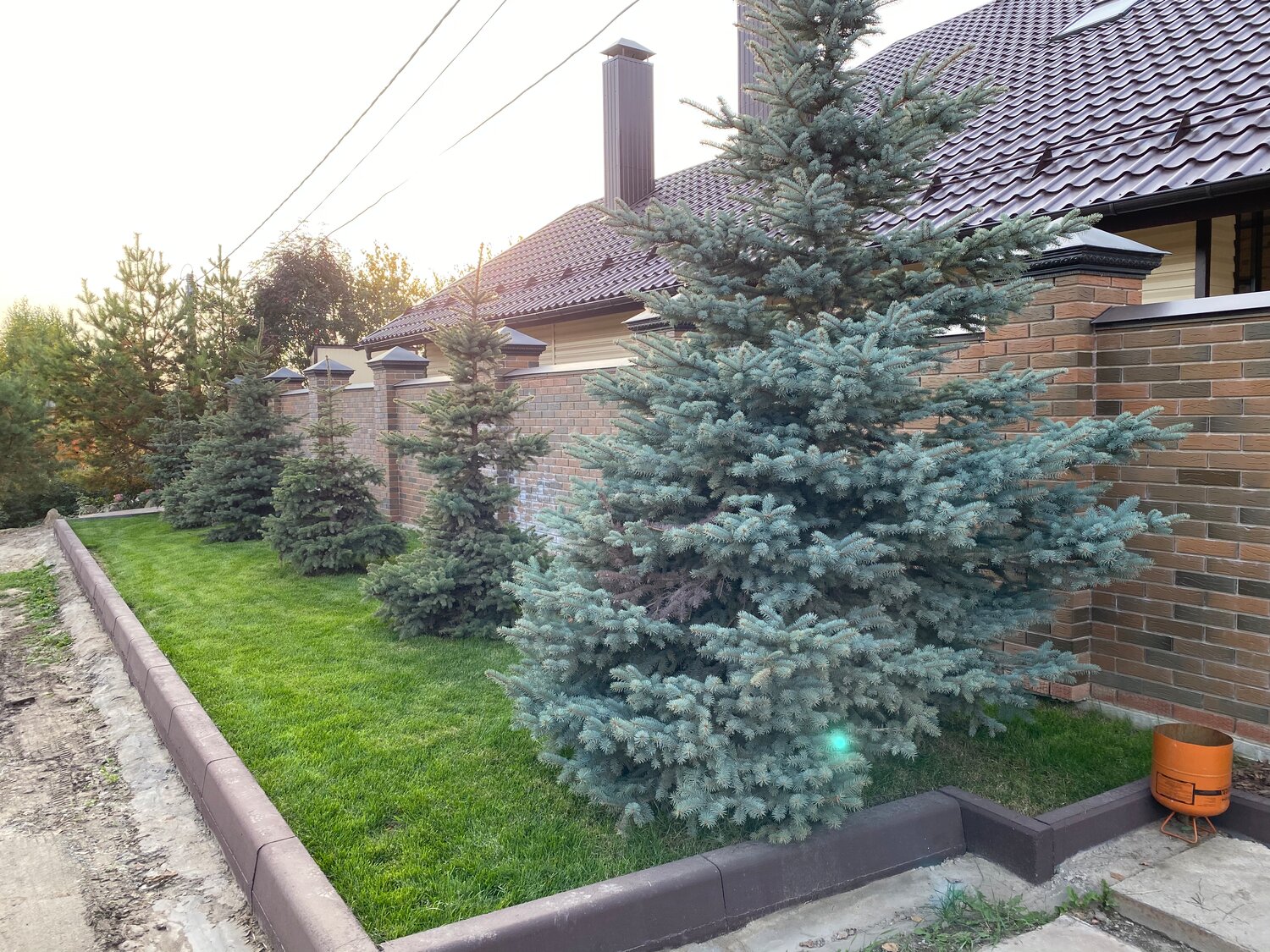 ель колючая голубая, ель голубая, ель колючая hoopsii, ель колючая glauca, ель колючая эдит