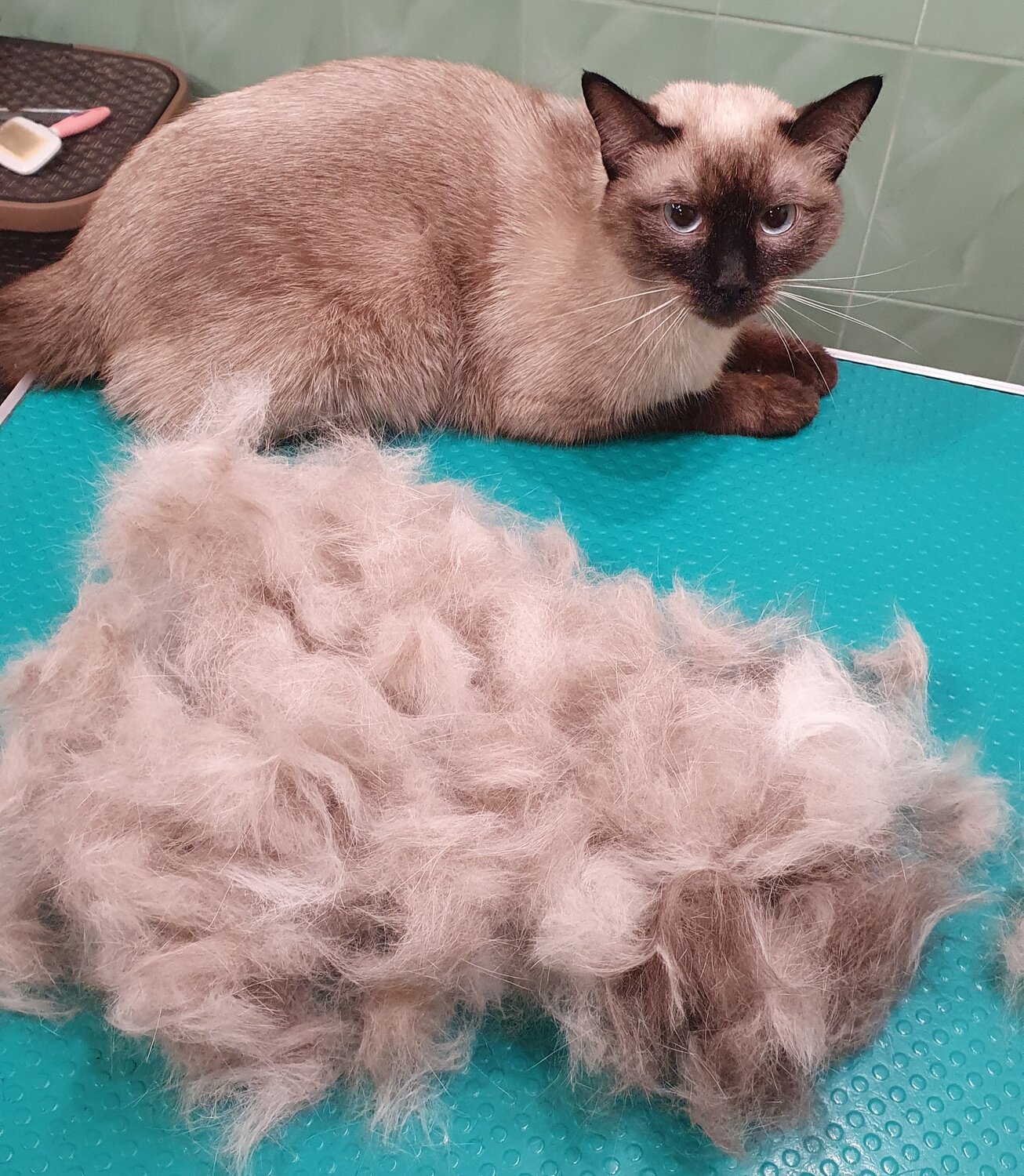 невская маскарадная кот, невская маскарадная кошка, кошка, кошечка, невская маскарадная кошка котята 1 месяц